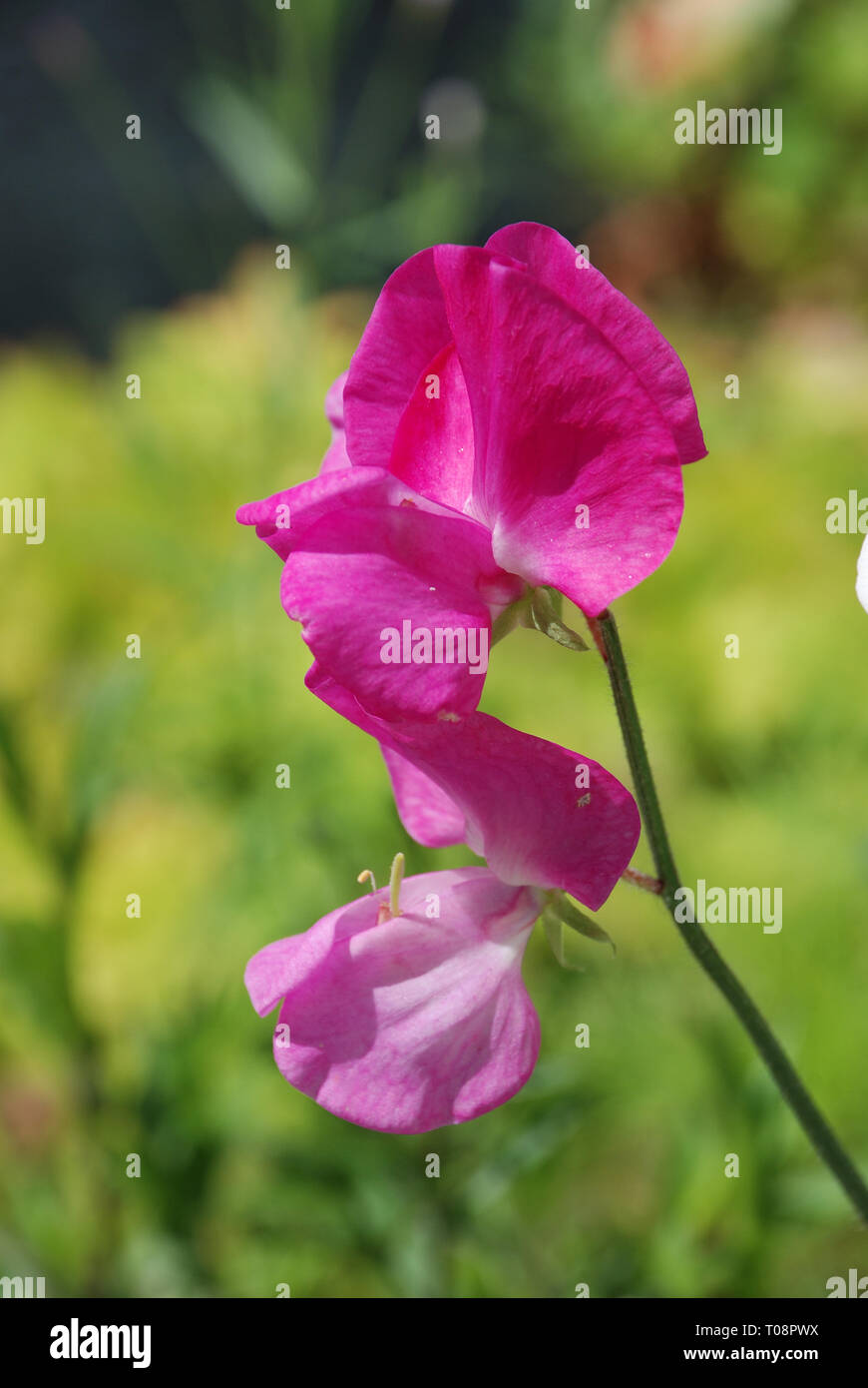 Sweet pea  flowers (Lathyrus odoratus) Stock Photo