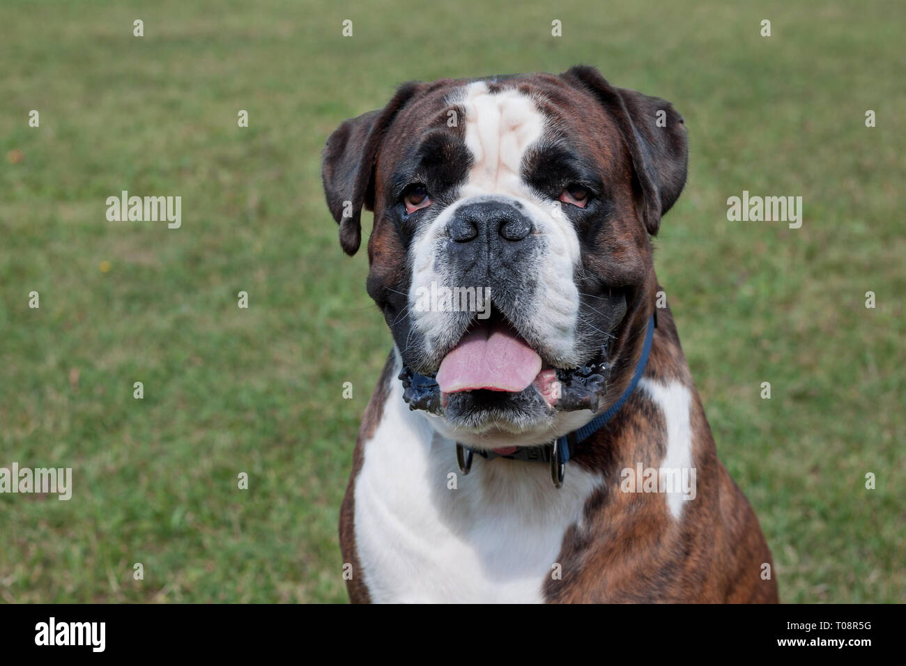 Brindle boxer puppy with white markings is looking at the camera. Pet  animals. Purebred dog Stock Photo - Alamy