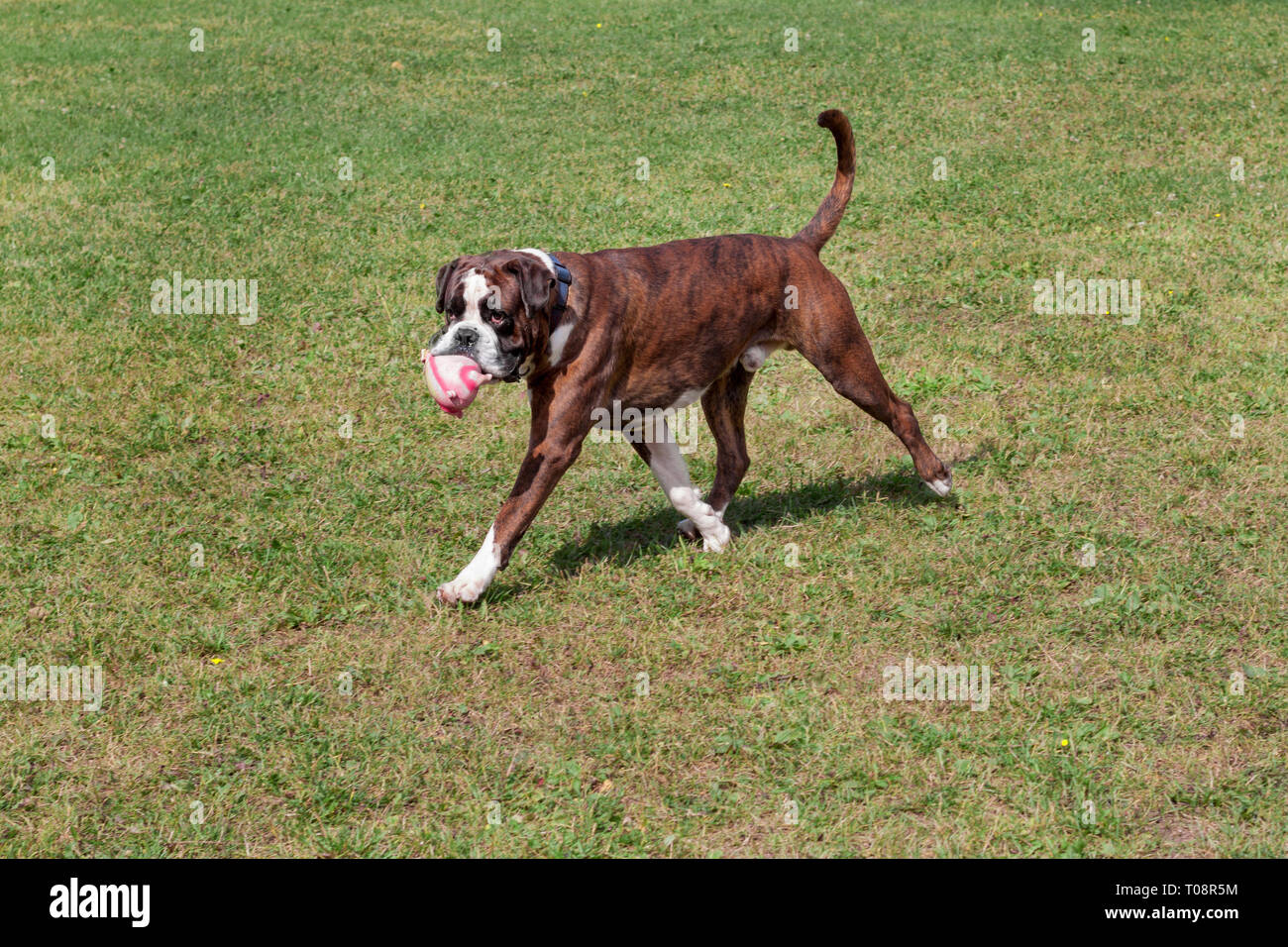 Do Dogs Grow Out Of Marking