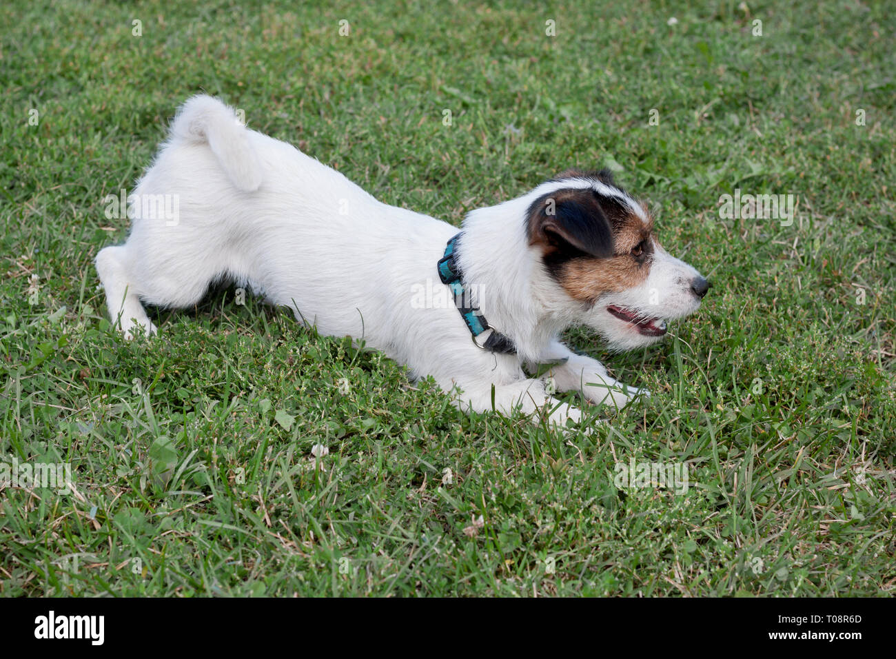 Cute jack russell terrier puppy is playing on a green meadow. Pet animals. Purebred dog. Stock Photo