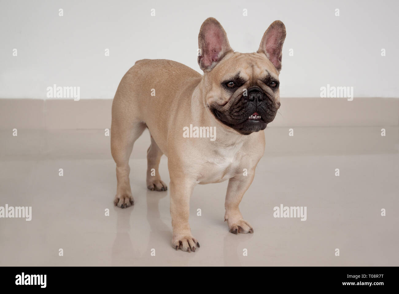Cream-colored french bulldog puppy is standing on tiled floor. Pet ...