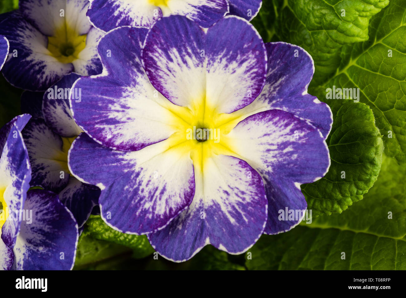 Blue primrose plant with flower Stock Photo