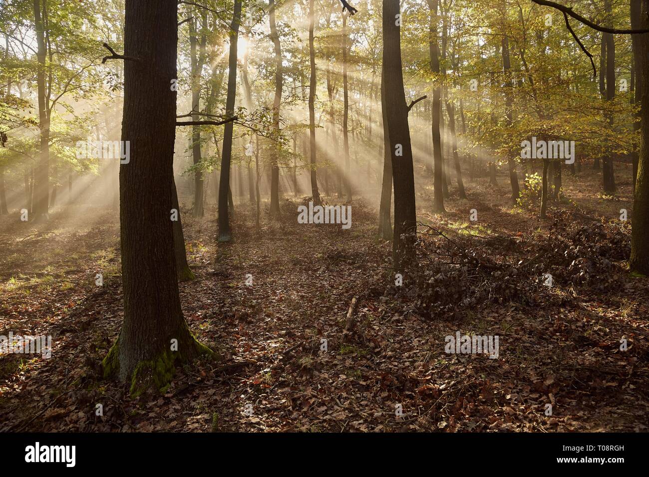 Natural Light Rrays Natural light rays hi-res stock photography and images - Alamy
