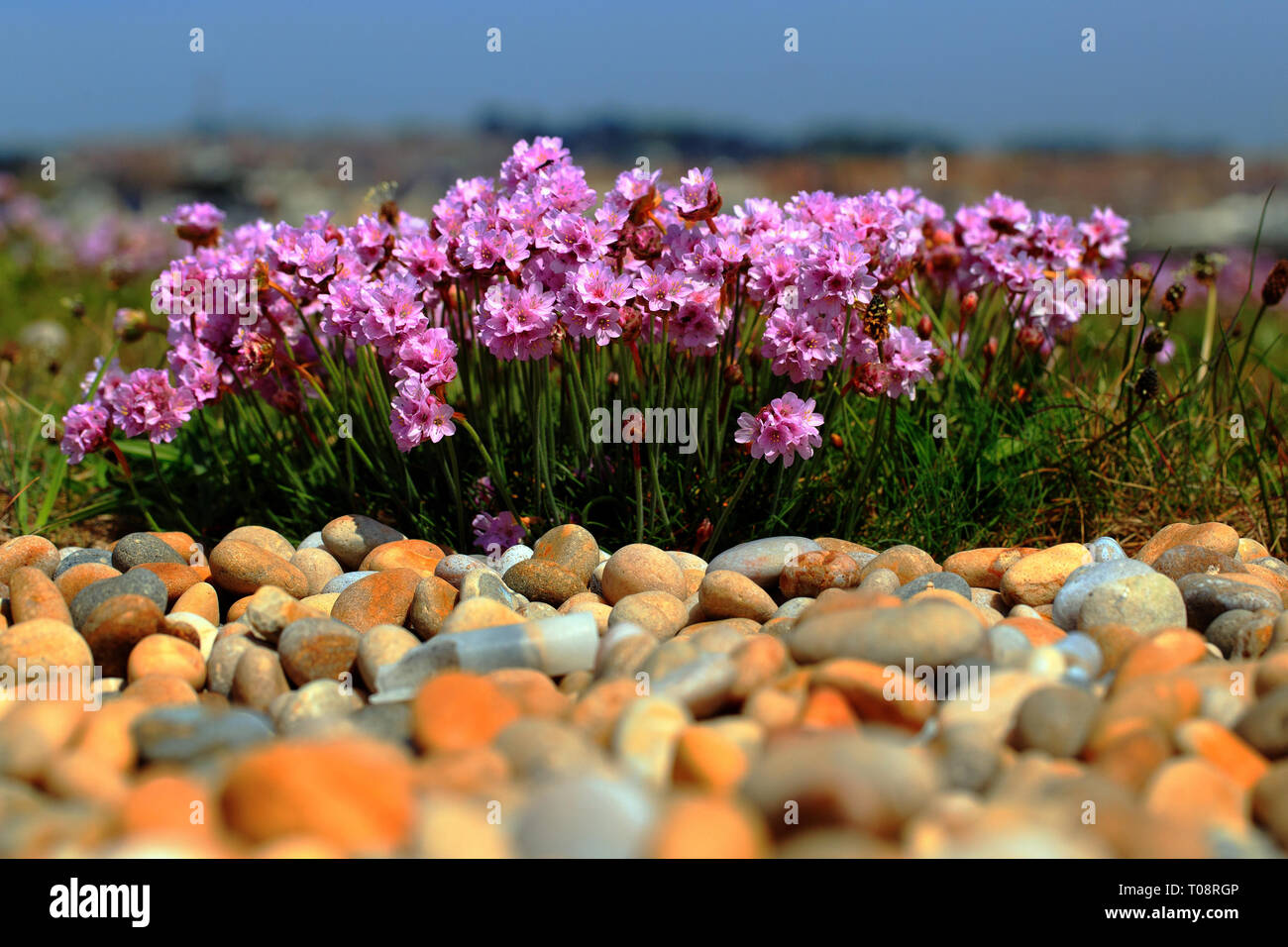 Sea pinks , armeria maritima,  flowering at Ferrybridge on Chesil Beach in Dorset Stock Photo