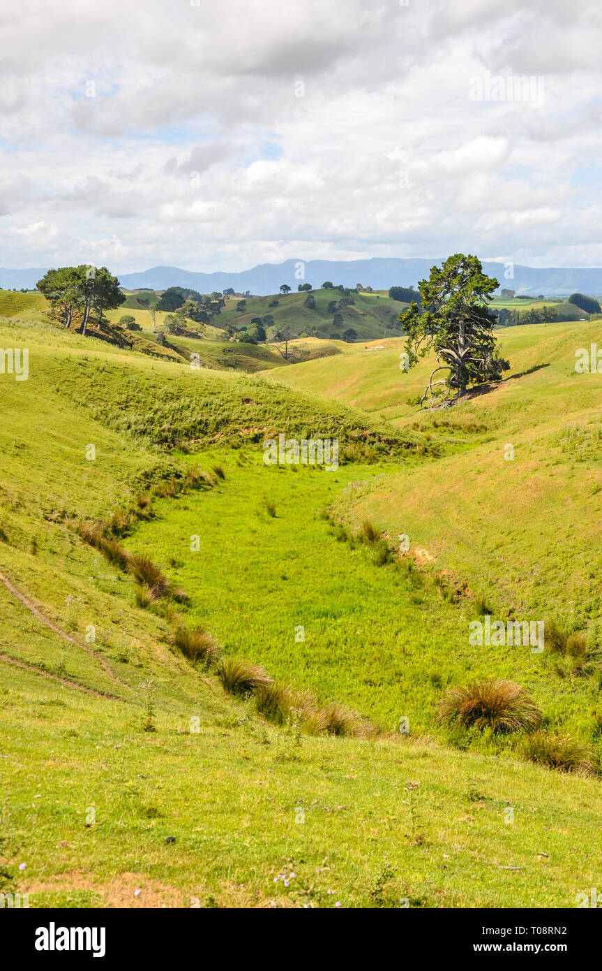 Waikato region of New Zealand. Rolling hills grass grasslands landscape near Matamata and Hobbiton. Farmland green fields. Space for copy Stock Photo