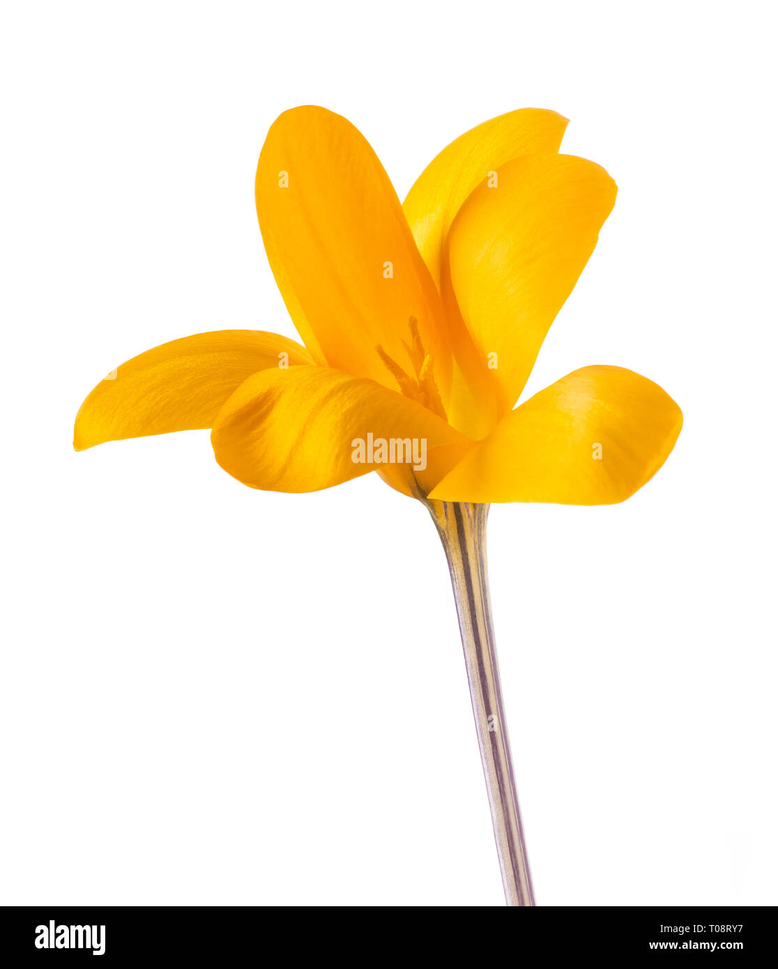 White flower with yellow pistil hi-res stock photography and images - Alamy