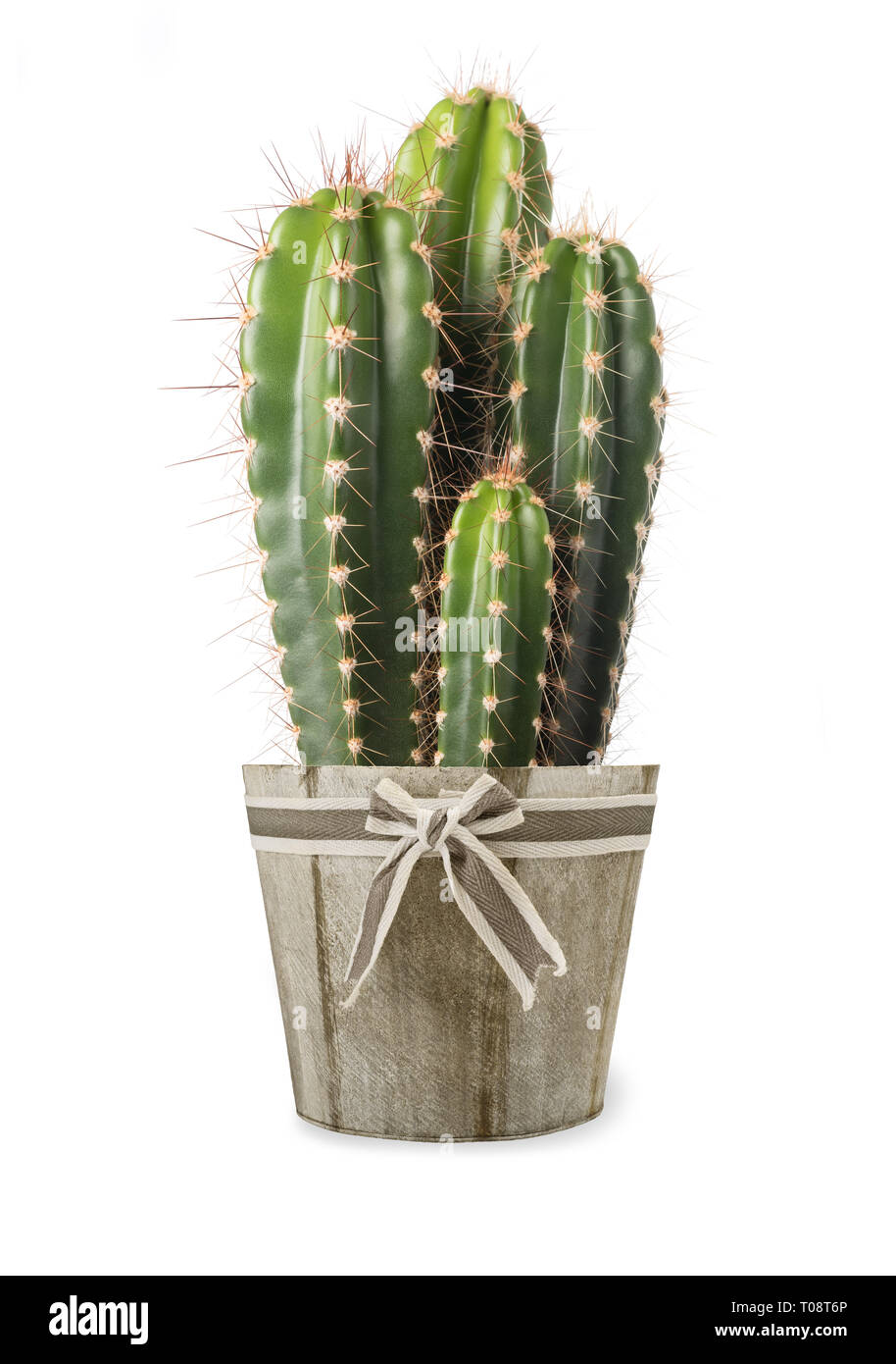 cactus plant in vase isolated on white background Stock Photo