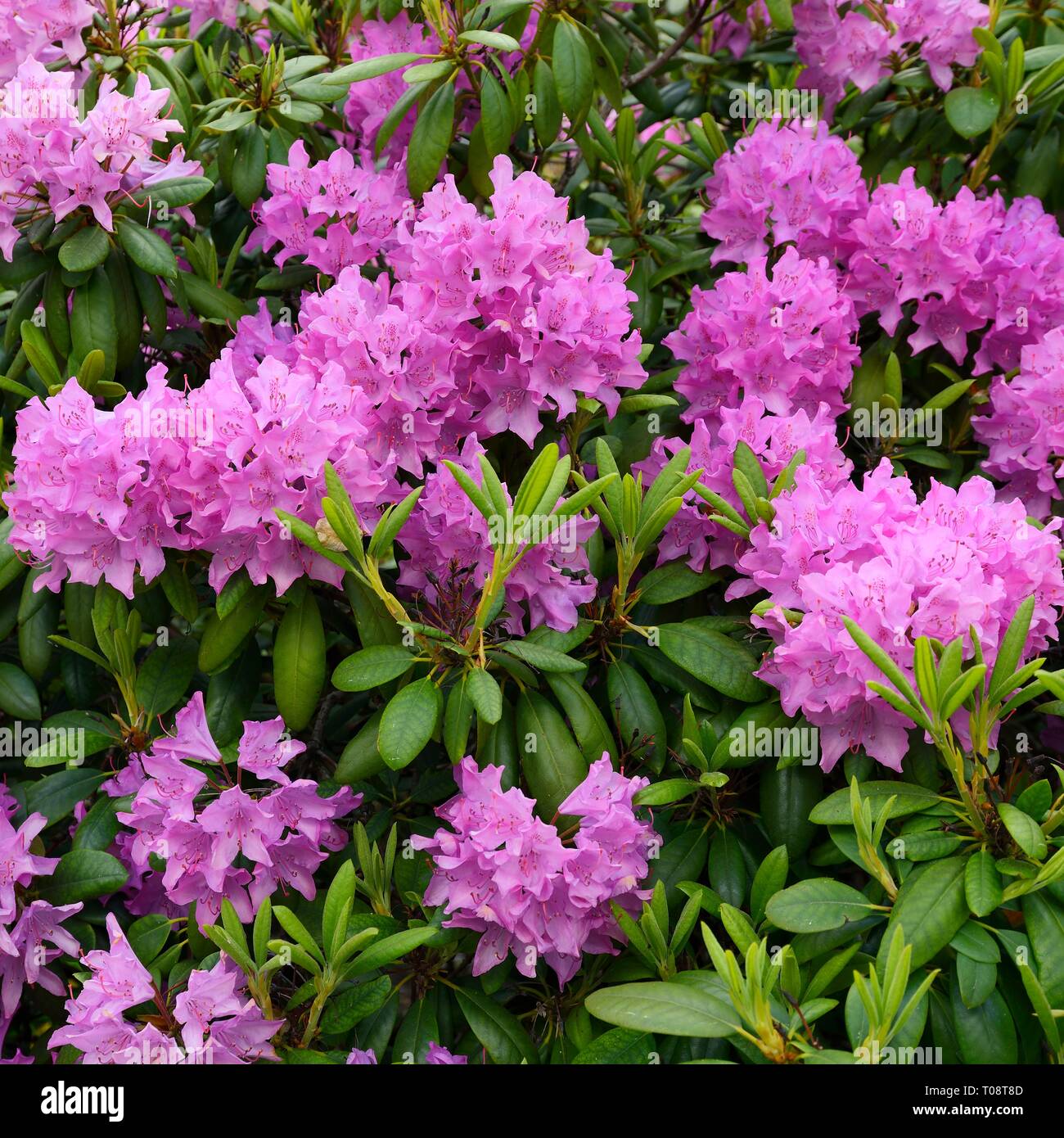Blooming hybrid Azalia Rhododendron hybridum selection in a greenhouse Stock Photo