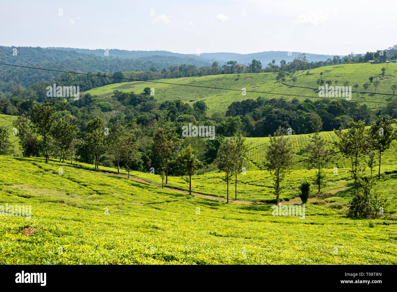 Tea plantation close to Kibale Forest National Park, South West Uganda, East Africa Stock Photo