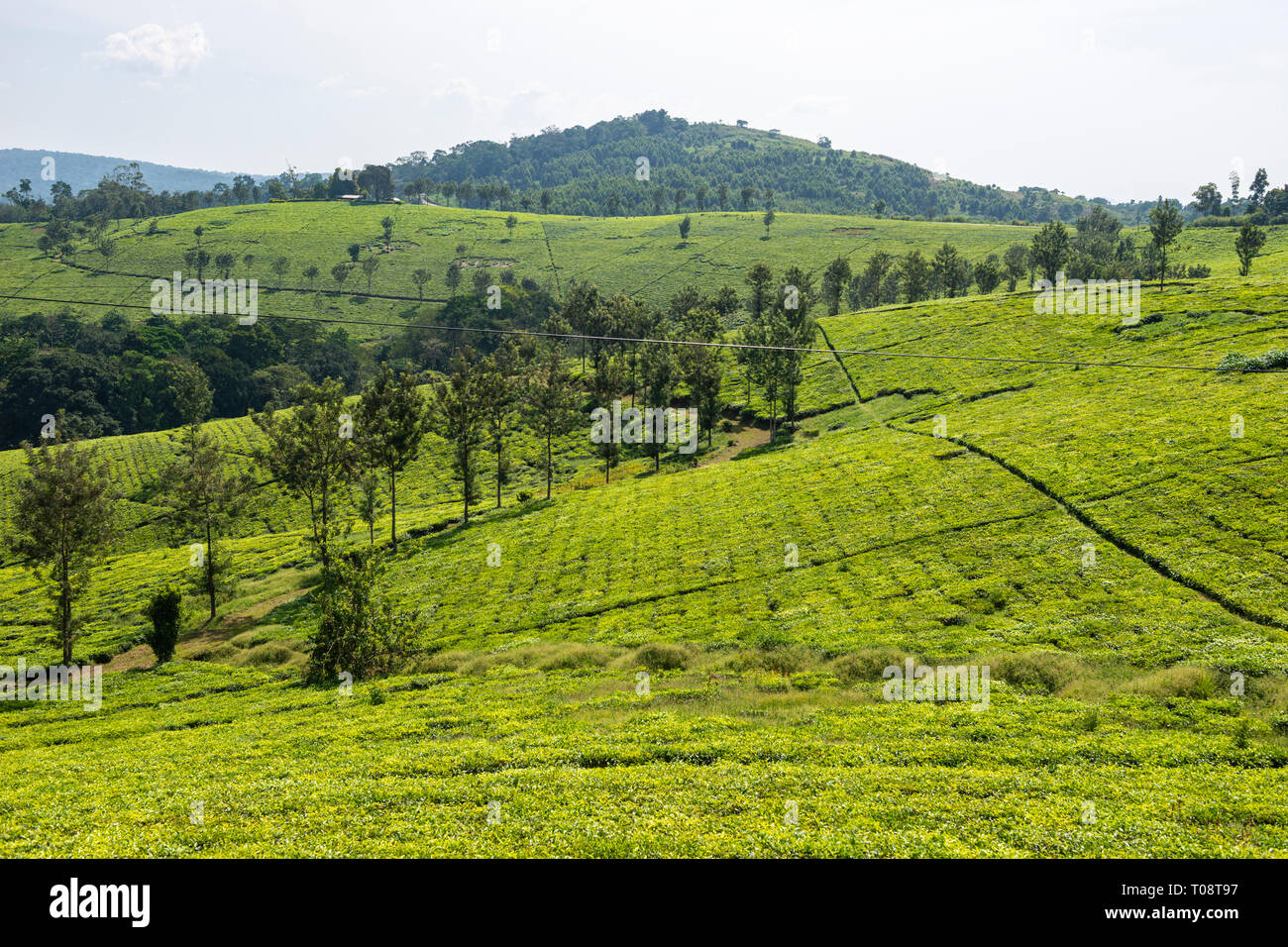 Tea plantation close to Kibale Forest National Park, South West Uganda, East Africa Stock Photo