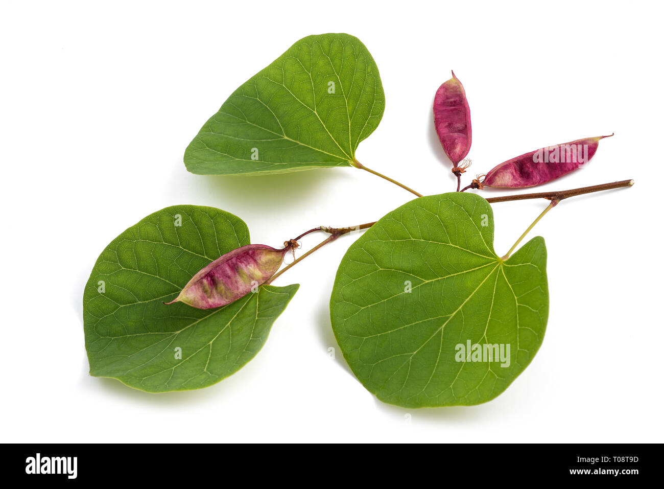 Cercis siliquastrum( Judas tree ) branch with leaves and fruits isolated on white Stock Photo
