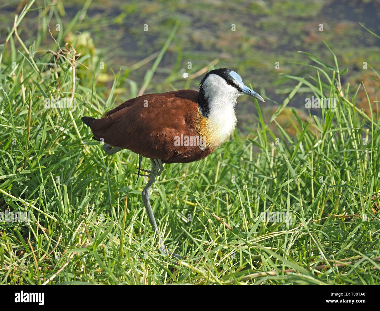 African Jacana (Actophilornis africanus) a wader with long toes enabling it to walk on floating vegetation, a lily-trotter - Amboseli NP, Kenya,Africa Stock Photo