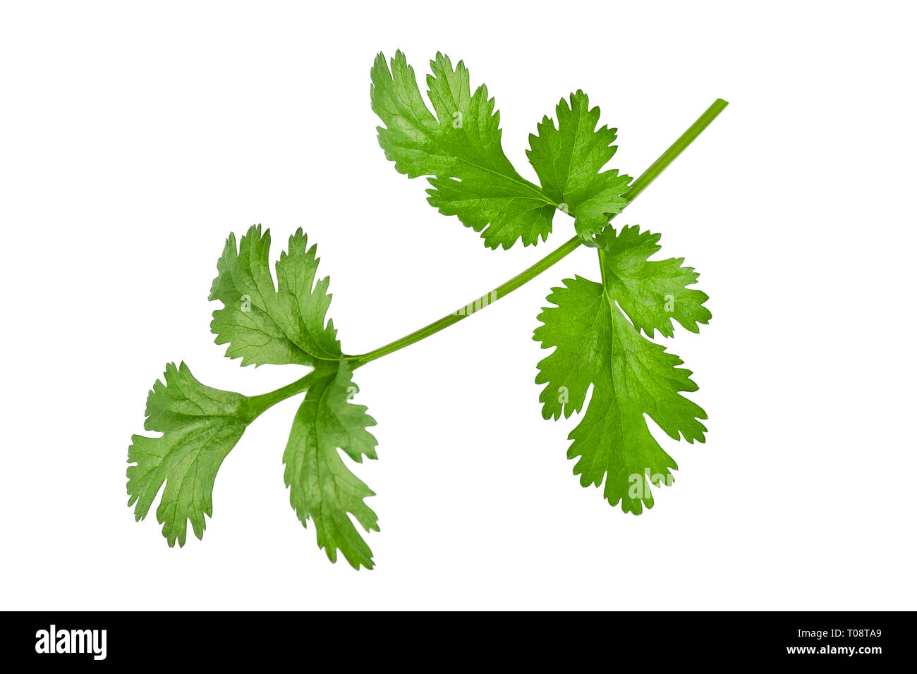 Coriander Leaves Stock Photos & Coriander Leaves Stock Images Alamy