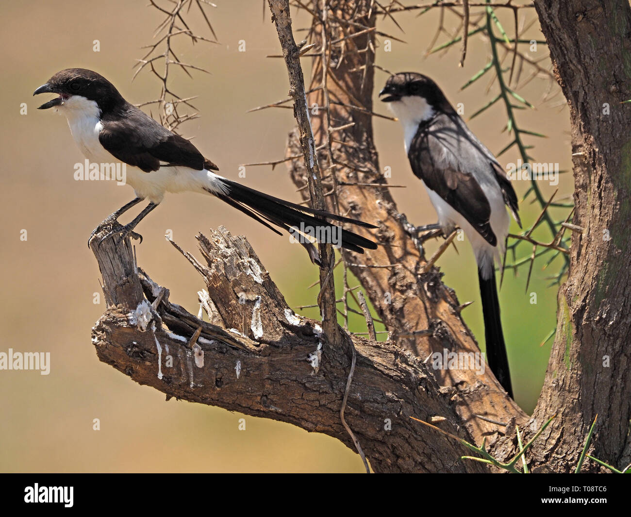 breeding pair of Long-tailed Fiscals (Lanius cabanisi) calling from soiled regular perch in Acacia Thorn Tree in Amboseli NP, Kenya, Africa Stock Photo