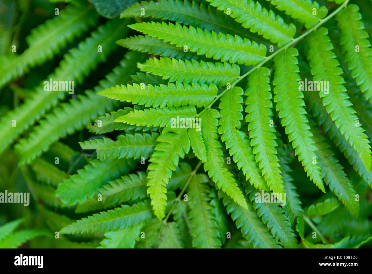 Ferns leaves green close up background Stock Photo - Alamy