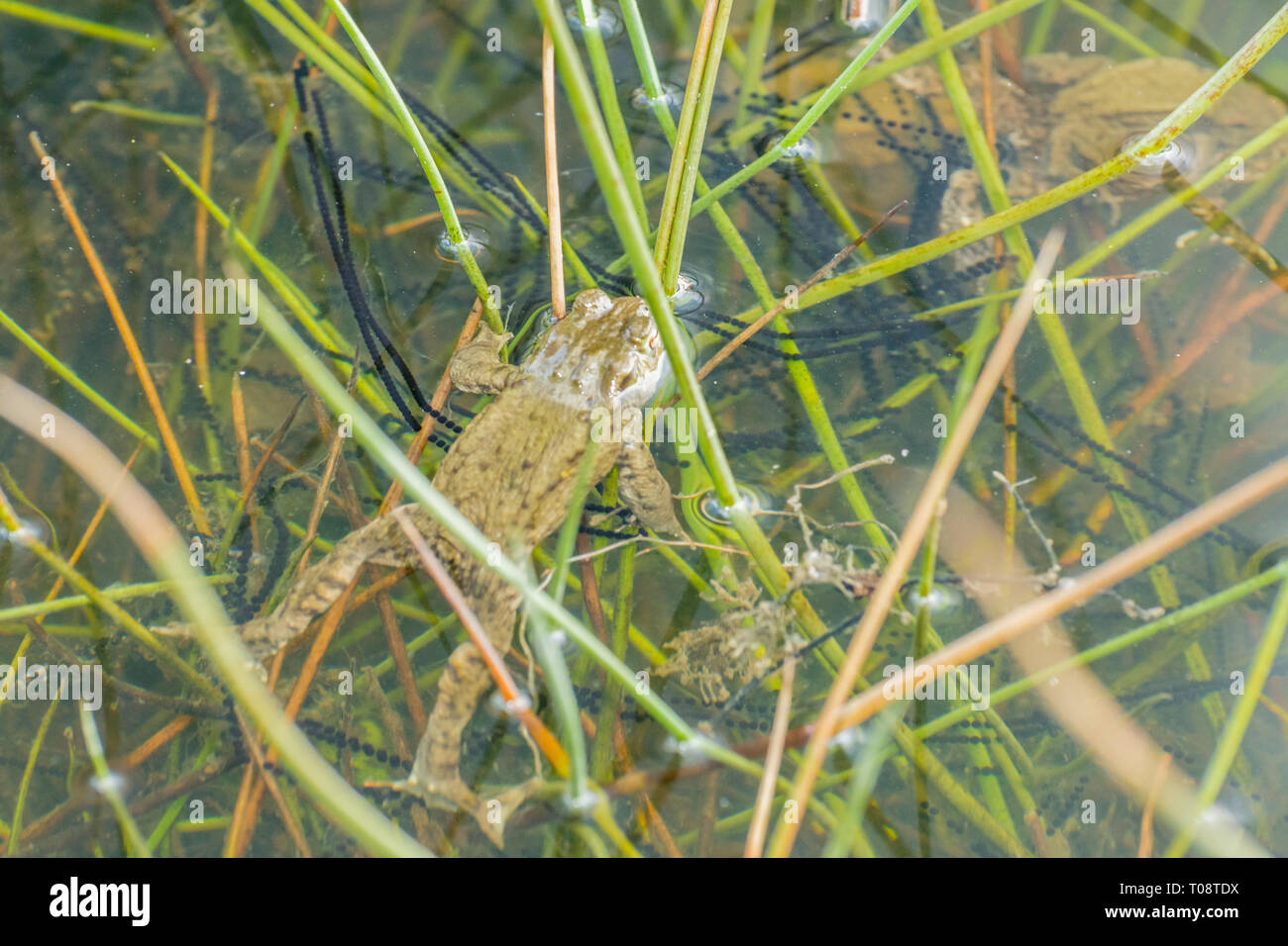 Long String Frog Eggs