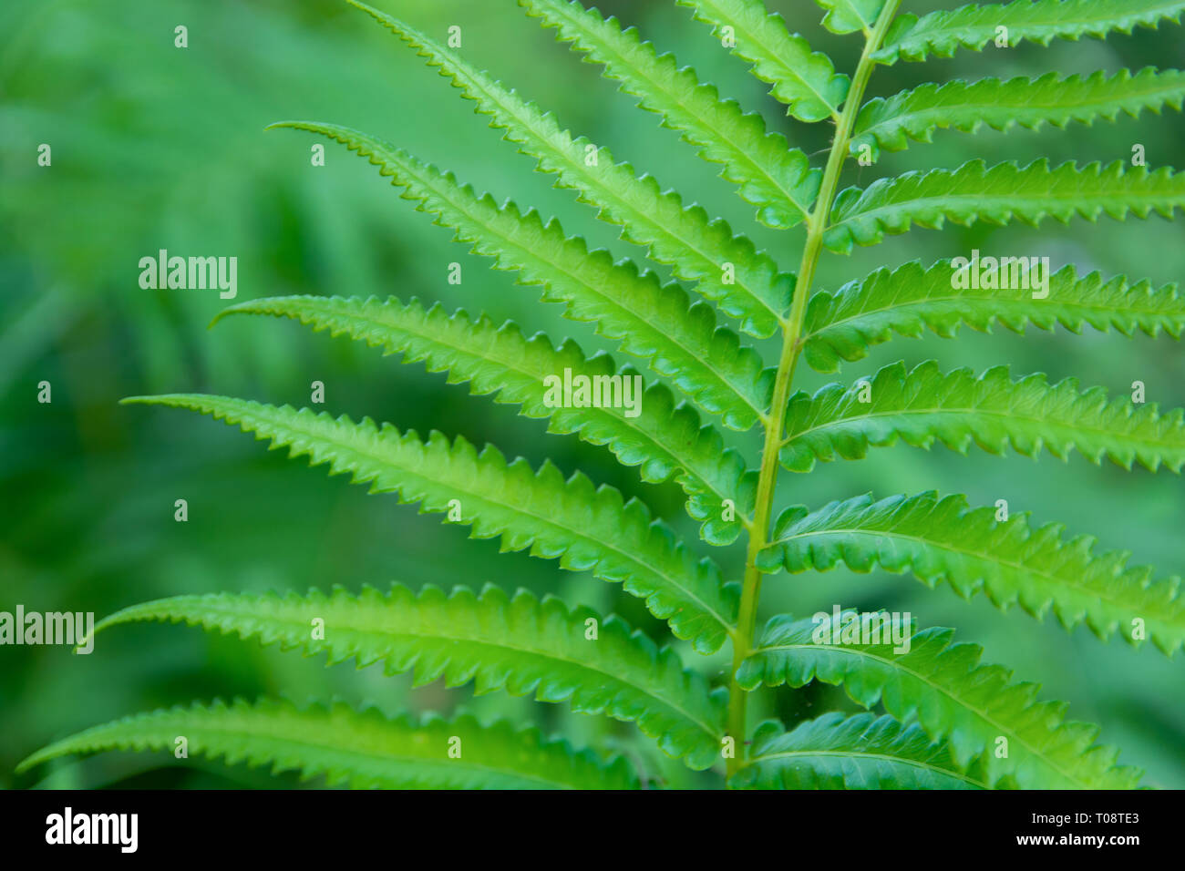 Ferns leaves green close up background Stock Photo - Alamy