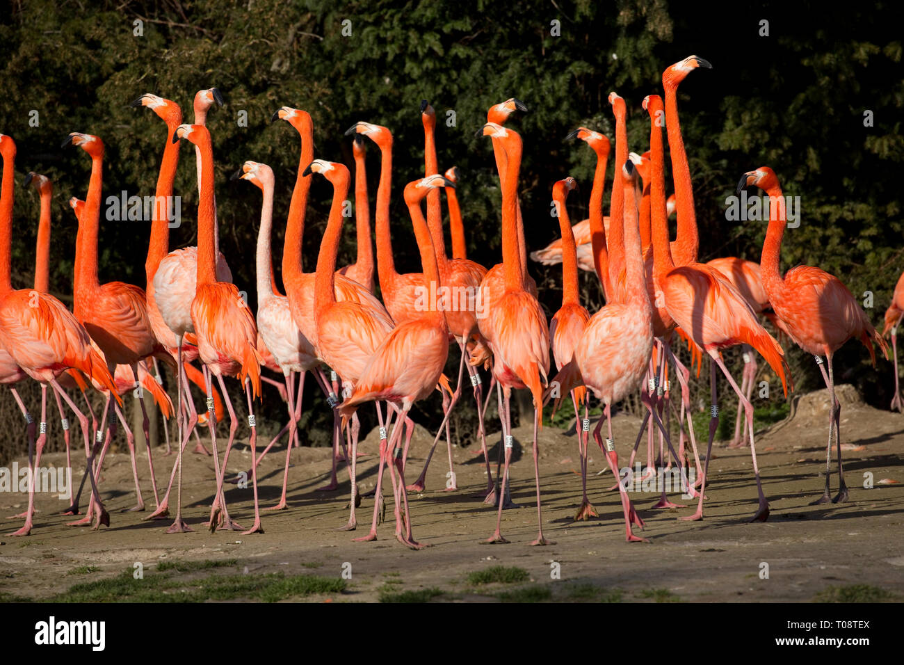 Flock of American flamingo, displaying courtship behaviour, Phoenicopterus ruber, Wildfowl and Wetland Trust, Slimbridge, UK Stock Photo
