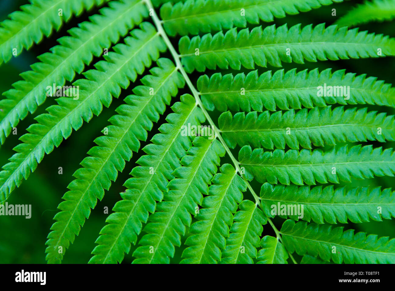 Ferns leaves green close up background Stock Photo - Alamy