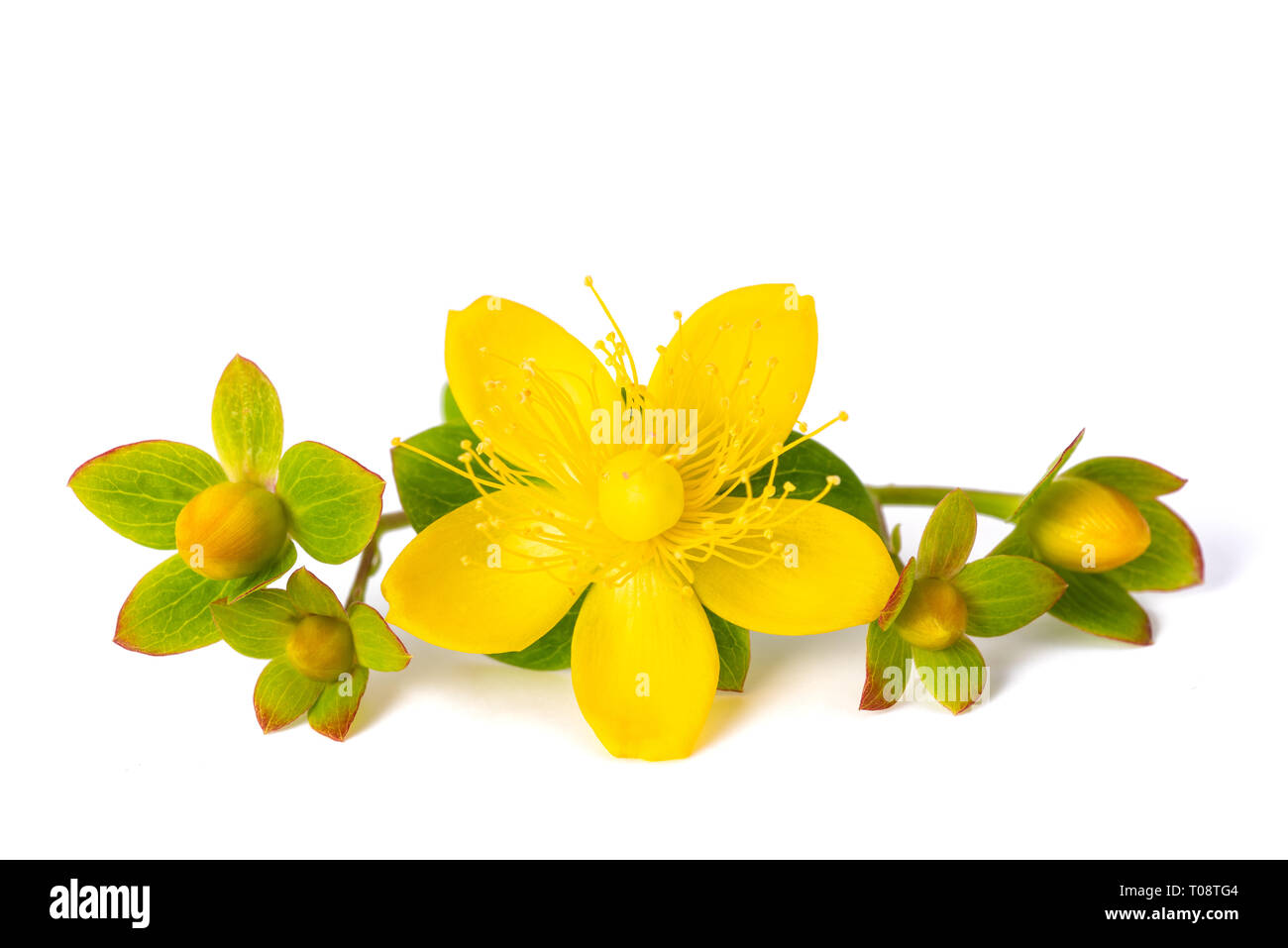St. John's wort isolated on white background Stock Photo Alamy