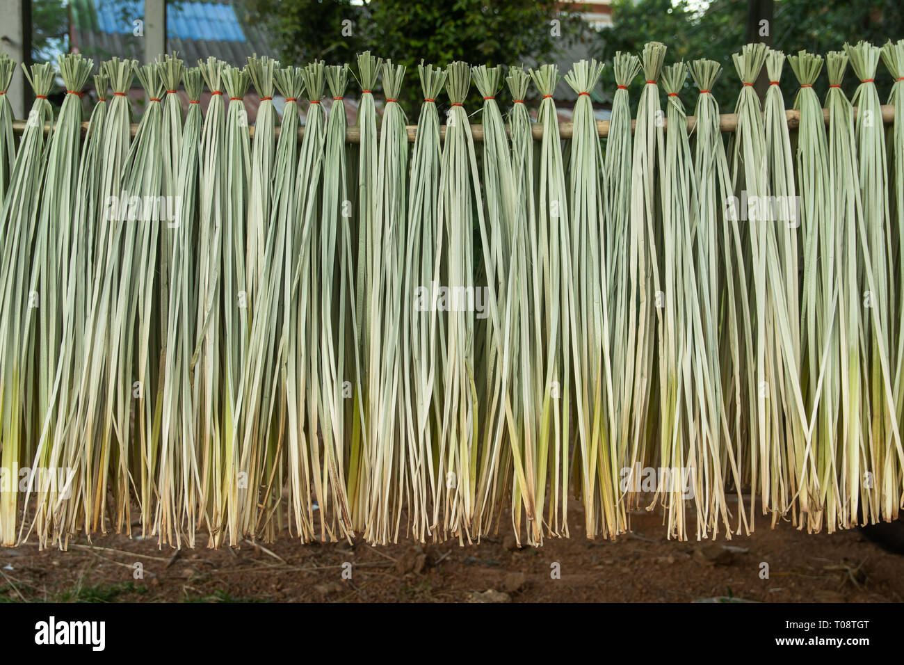 Cyperus imbricatus or reed dried for made reed mats Stock Photo