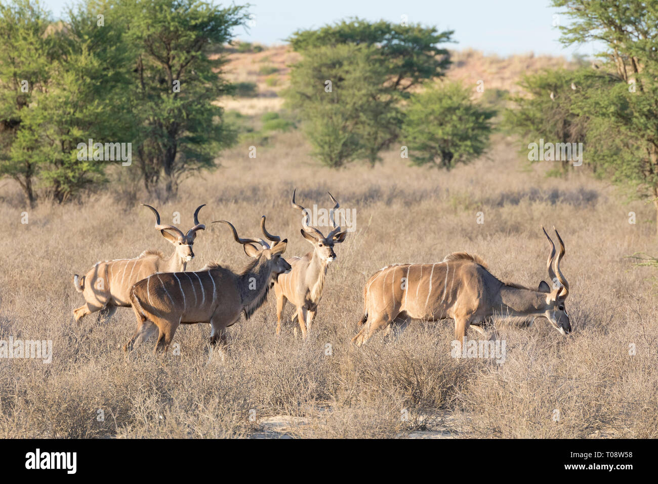 Bachelor group of Kudu bulls, Tragelaphus strepsiceros, Kgalagadi Transfrontier Park, Northern Cape South Africa at dawn in acacia woodland Stock Photo
