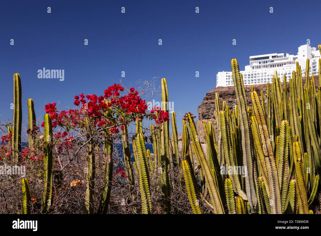 Flowering cactus at Amadores, Gran Canaria, Canary Islands Stock Photo
