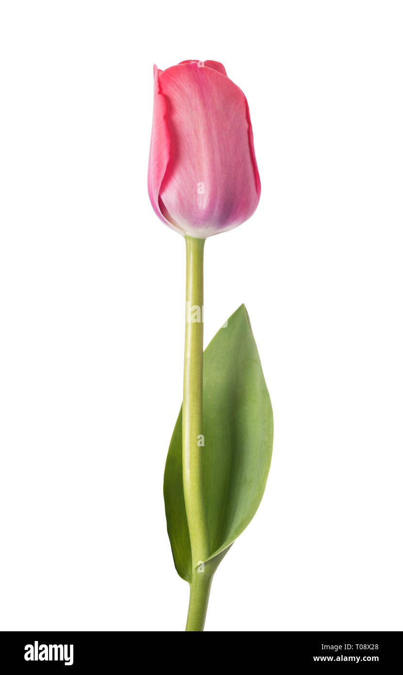 Pink tulip flower isolated on white background Stock Photo - Alamy