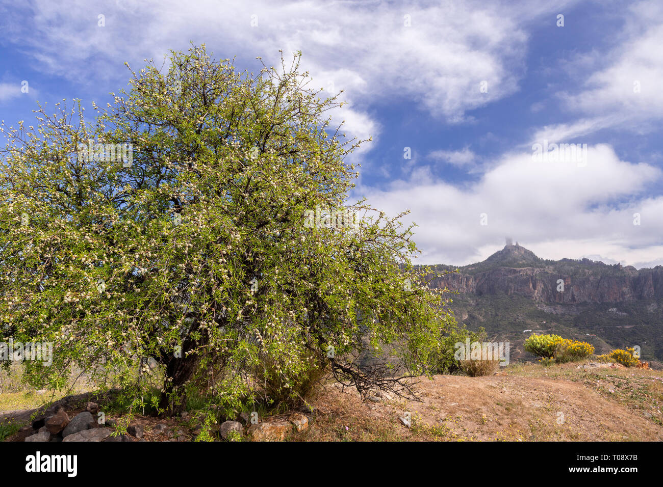 Almond tree and Roque Nublo on Gran Canaria, Canary Islands Stock Photo