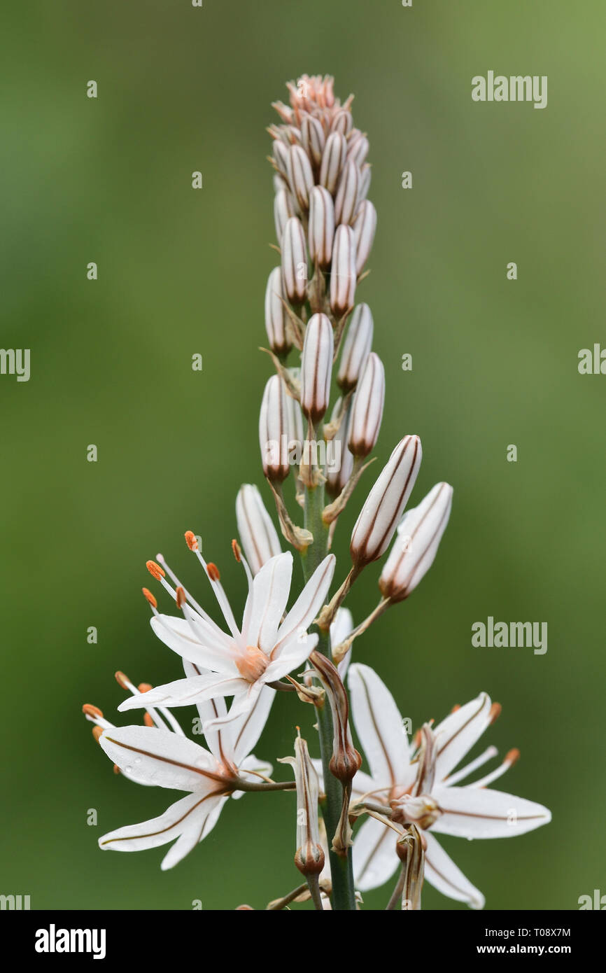 Asphodel Flower Meaning