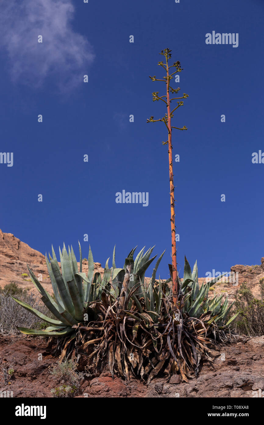 Agave plant on Gran Canaria, Canary Islands Stock Photo - Alamy