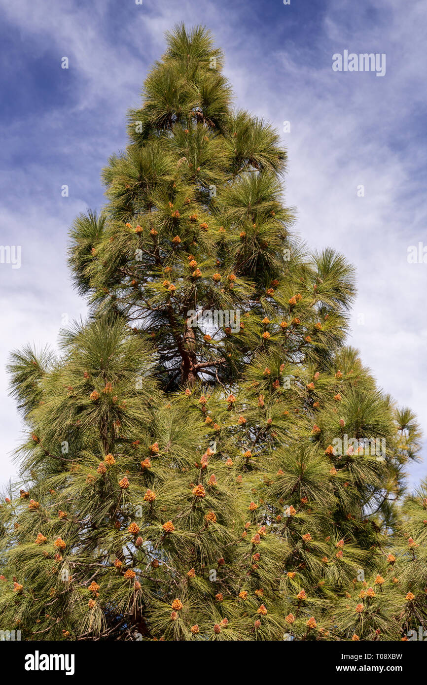 Cloud pine tree on Gran Canaria, Canary Islands Stock Photo