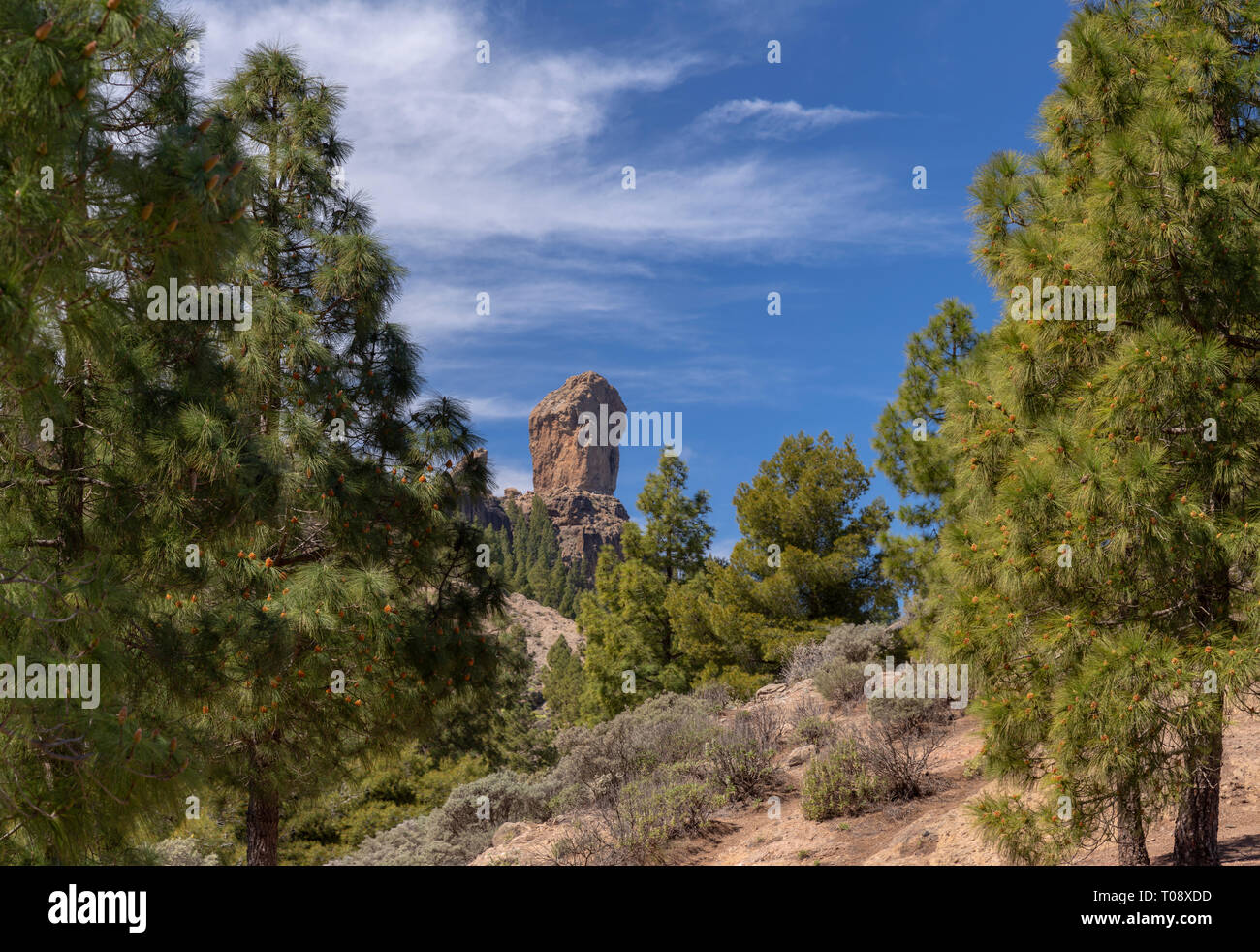 Roque Nublo volcanic plug and cloud pines, Gran Canaria, Canary Islands Stock Photo