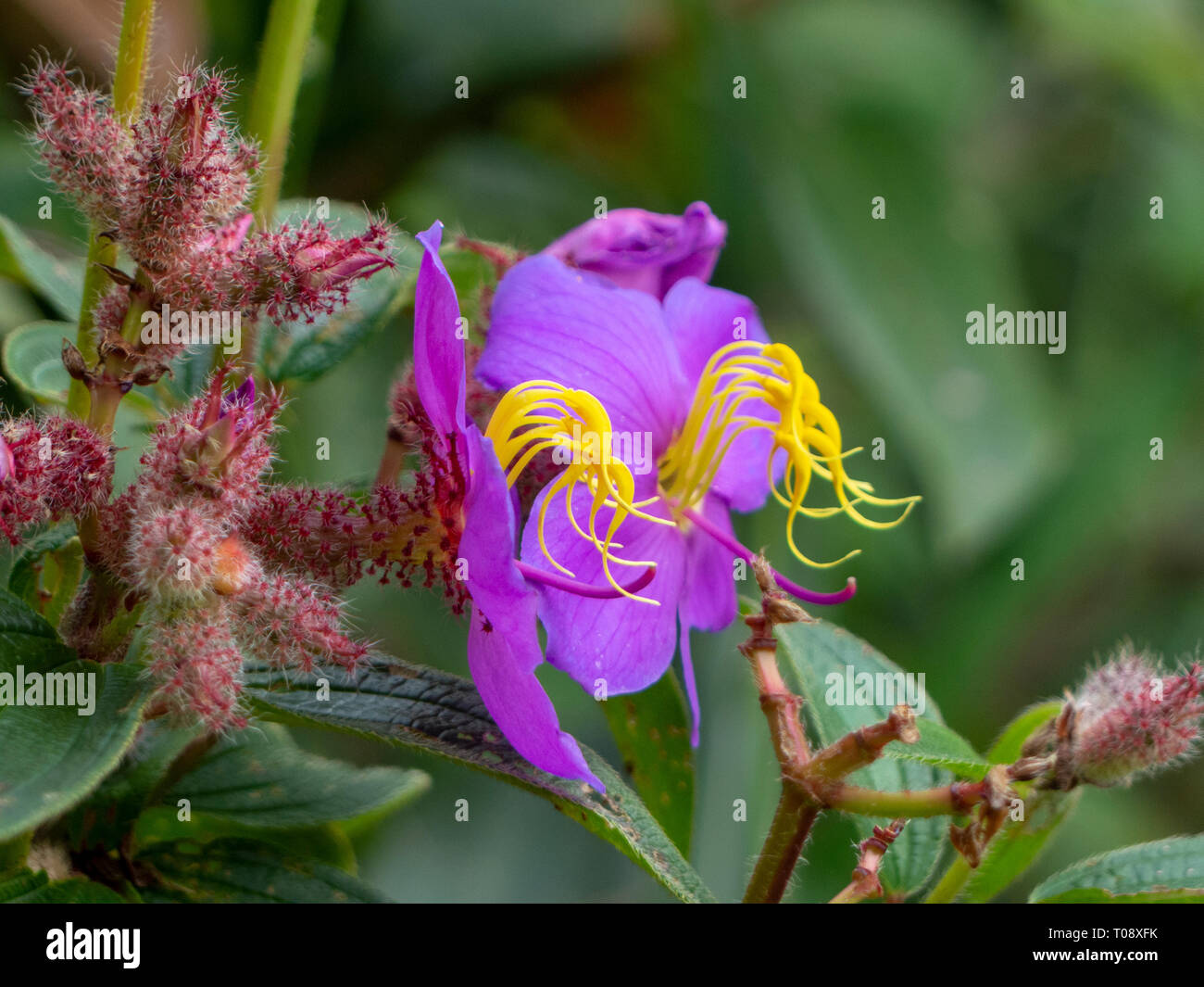 Autumn wildflowers china hires stock photography and images Alamy
