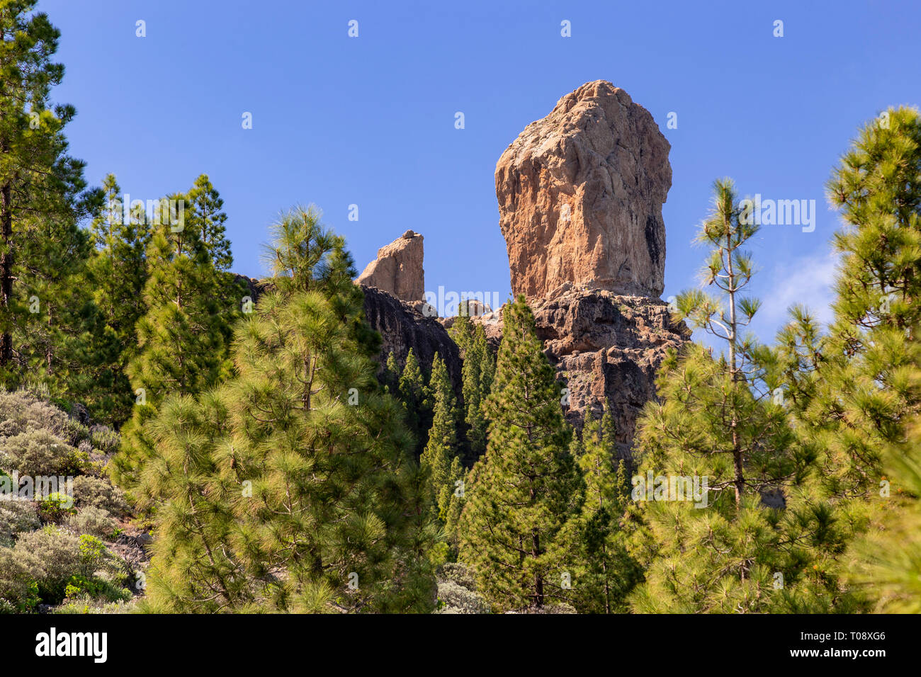 Roque Nublo volcanic plug and cloud pines, Gran Canaria, Canary Islands Stock Photo Alamy
