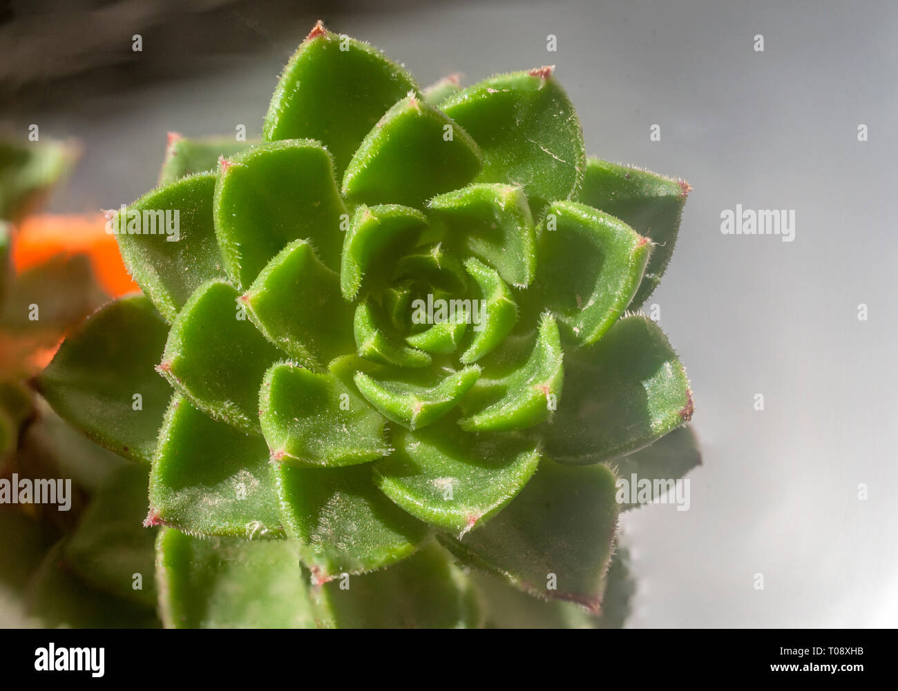 Close up of a Sempervivum also known as a houseleek The characteristic spiral spacing of the leafs can be seen Stock Photo