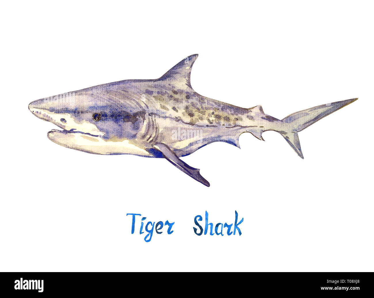 How to Draw a Tiger Shark
