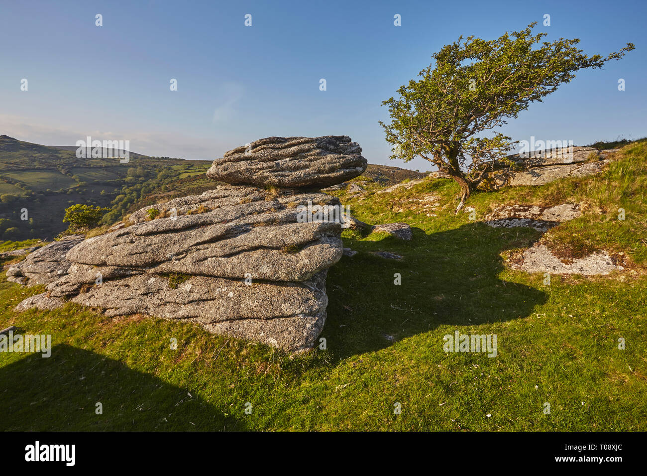 A wind-gnarled hawthorn tree alongside granite boulders, on Bench Tor, near Holne, Dartmoor National Park, Devon, Great Britain. Stock Photo