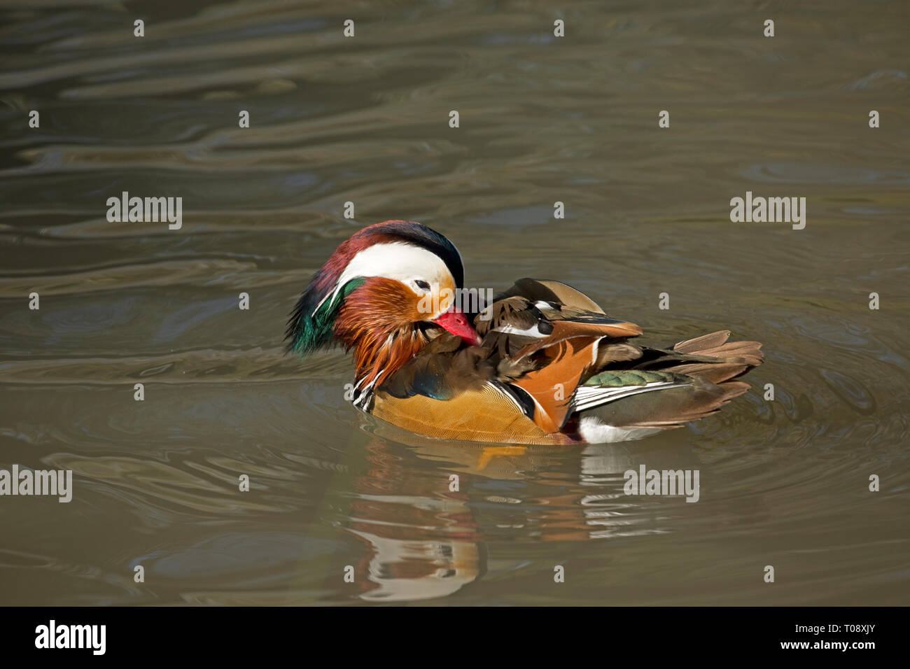 Single male Mandarin duck, Aix galericulata, swimming, Wildfowl and Wetland Trust, Slimbridge, UK Stock Photo