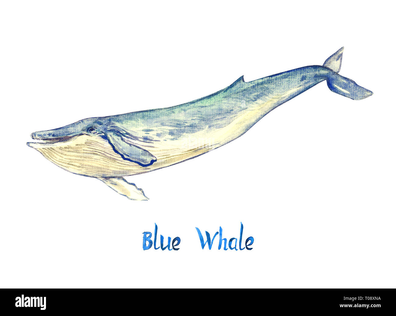 Blue Whale, isolated on white background hand painted watercolor illustration with handwritten inscription Stock Photo