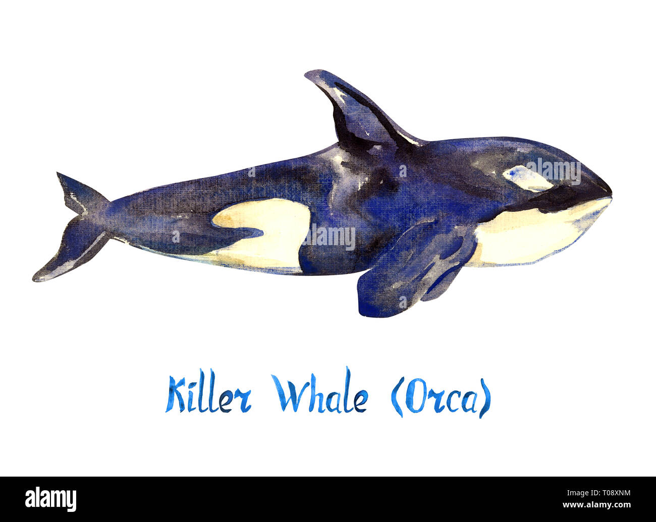 Killer whale (Orca), isolated on white background hand painted watercolor illustration with handwritten inscription Stock Photo