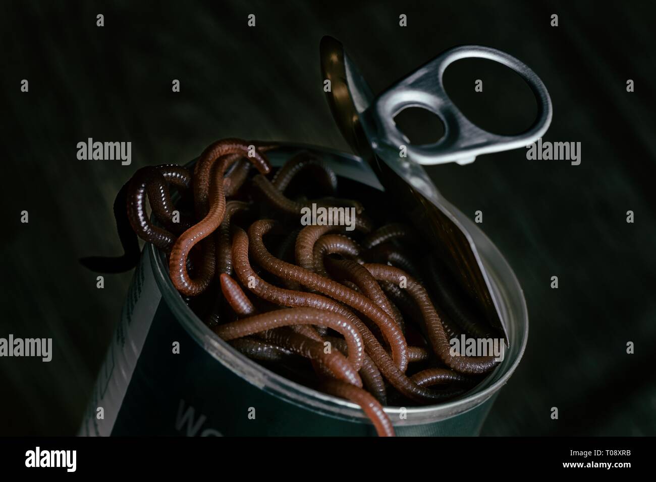 Dark, moody studio shot depicting a freshly opened can of worms. One dark worm is already leaving the can. Stock Photo