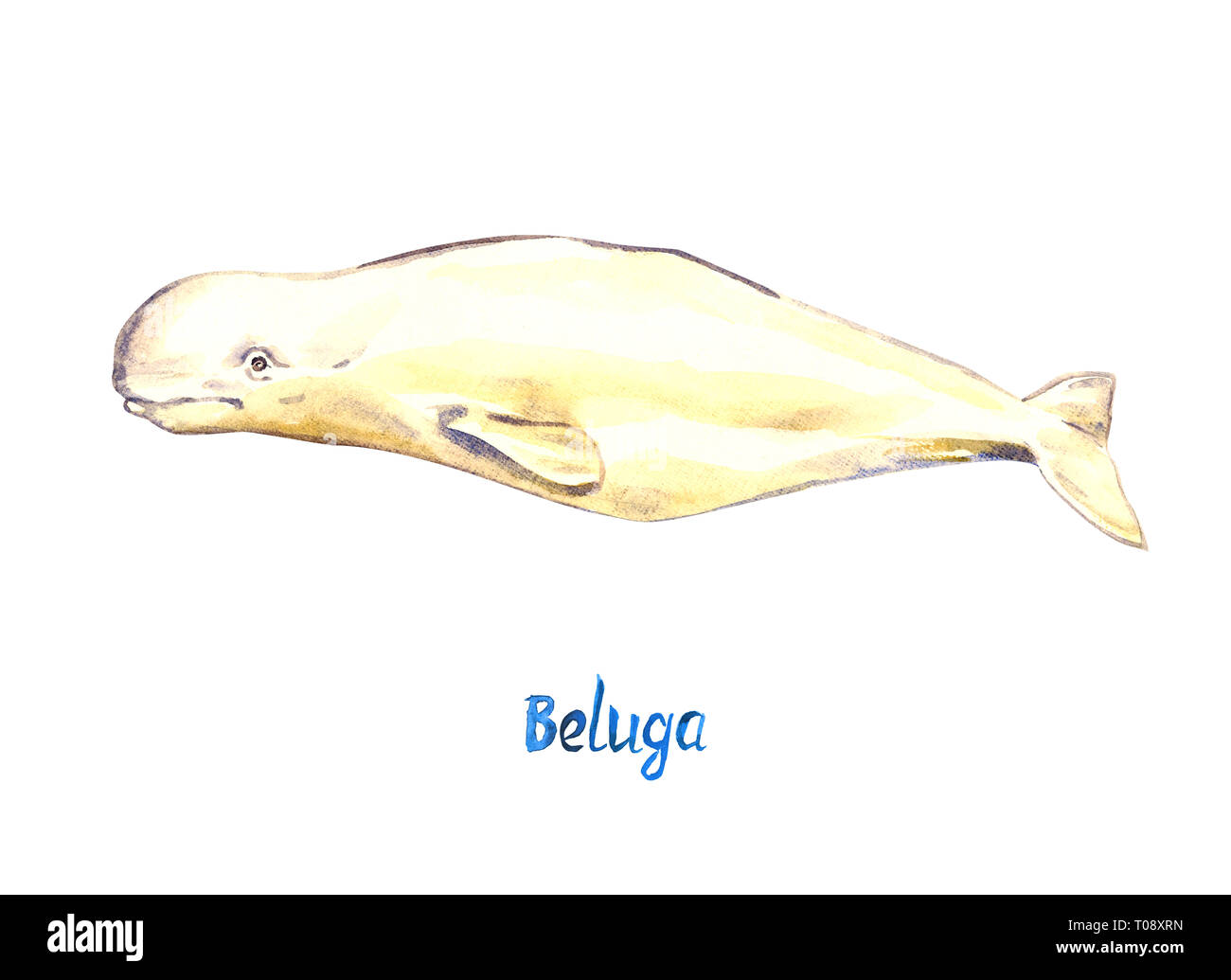 Beluga, isolated on white background hand painted watercolor illustration with handwritten inscription Stock Photo
