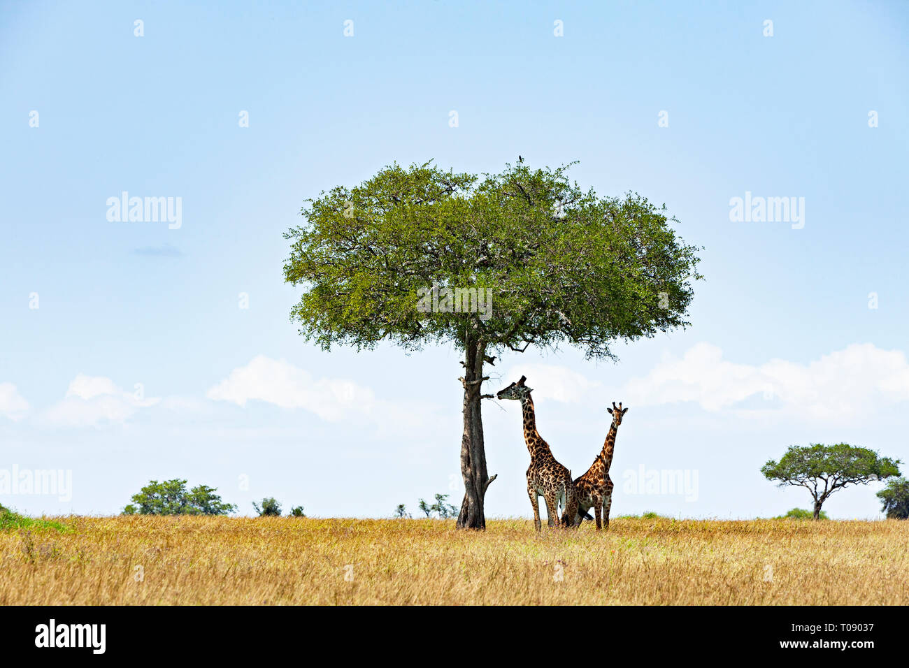 Giraffes Under A Tree Stock Photo