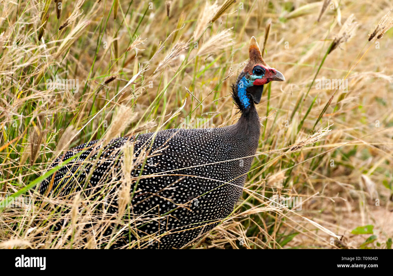 Guinea Fowl Stock Photo