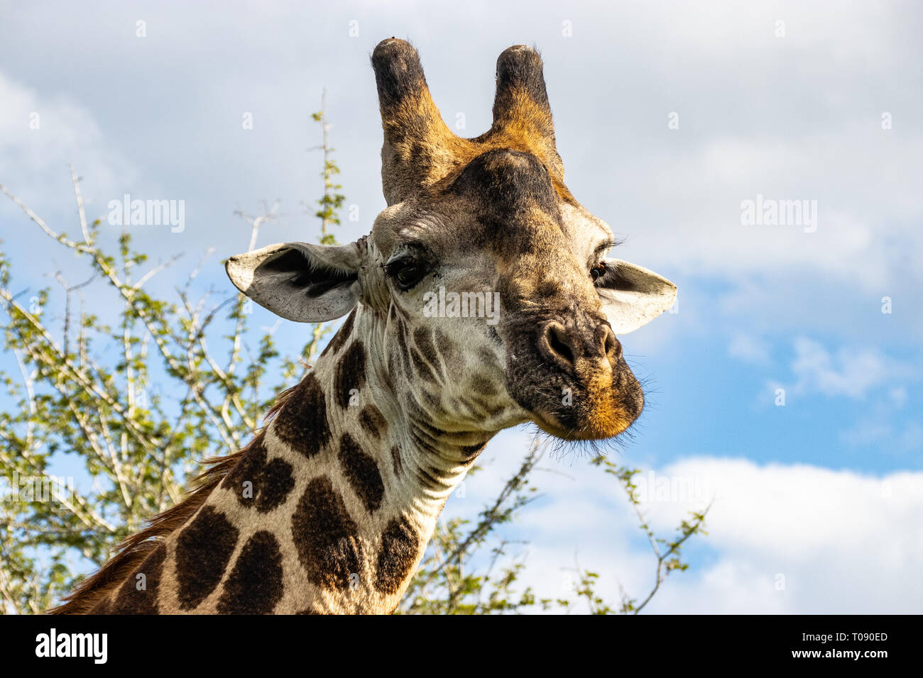 Cute Giraffe walking around in south africa Stock Photo