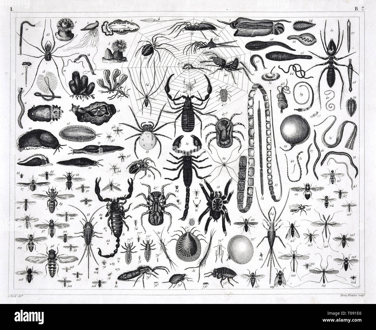 1849 Bilder Atlas Print of various Arachnids, Insects and Worms including Bees, Scorpions, Snails, Spiders and various others Stock Photo