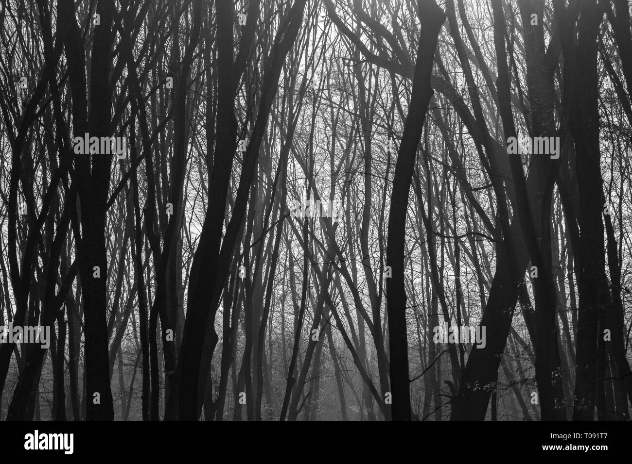 Dark Forest Romania High Resolution Stock Photography And Images Alamy