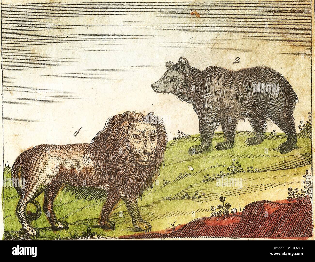 Lion And Bear Vintage Engraved Illustration With