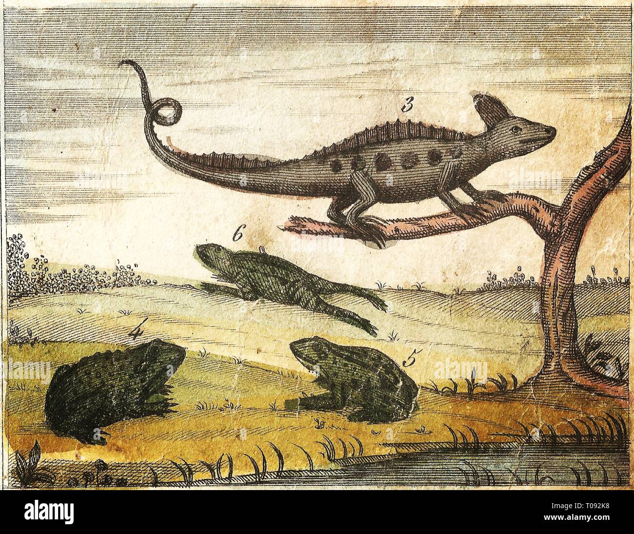 Jesus Frog JESUS LIZARD, TOAD, FROG and RED FROG - Vintage Engraved Illustration ...